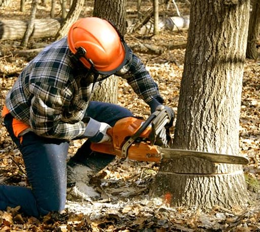 Tree Removal in Jenks, OK